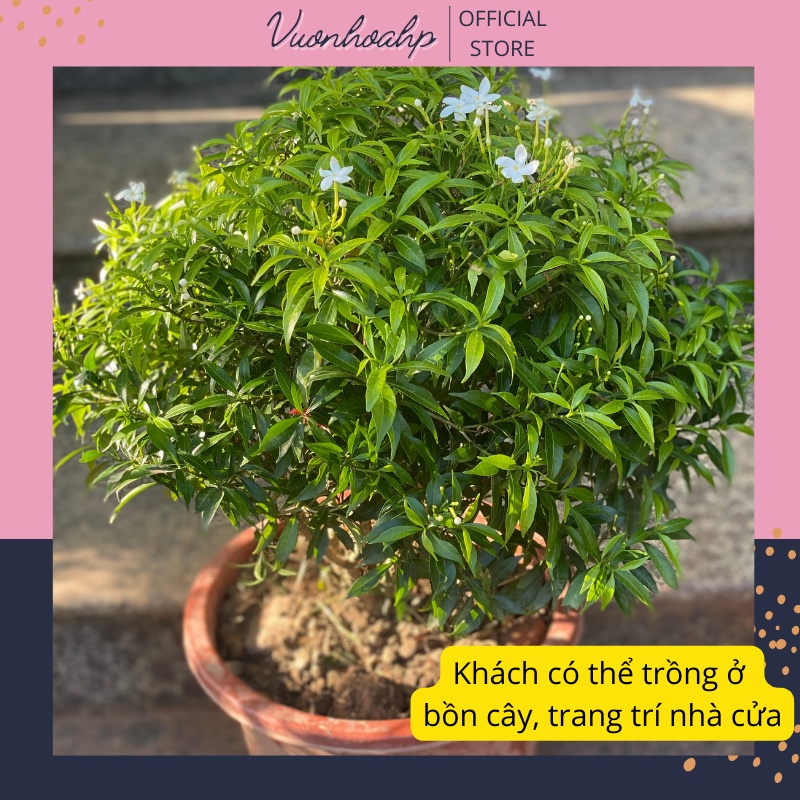 Cây mai vạn phúc to bán kính 35-40cm, lá xanh đang nụ hoa, hoa trắng nở quanh năm, ảnh thật, lỗi 1 đổi 1
