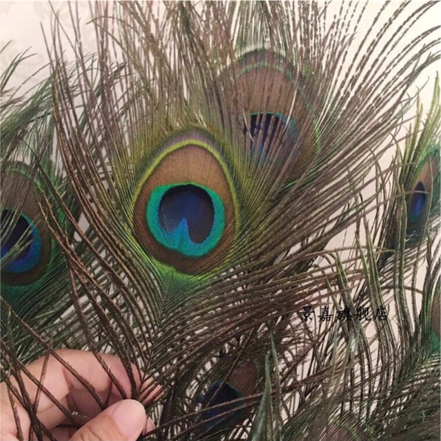 30 lông công 68cm LOẠI 1, to đẹp | BigBuy360 - bigbuy360.vn