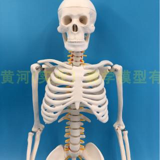 Mô Hình Bộ Xương Người 85cm