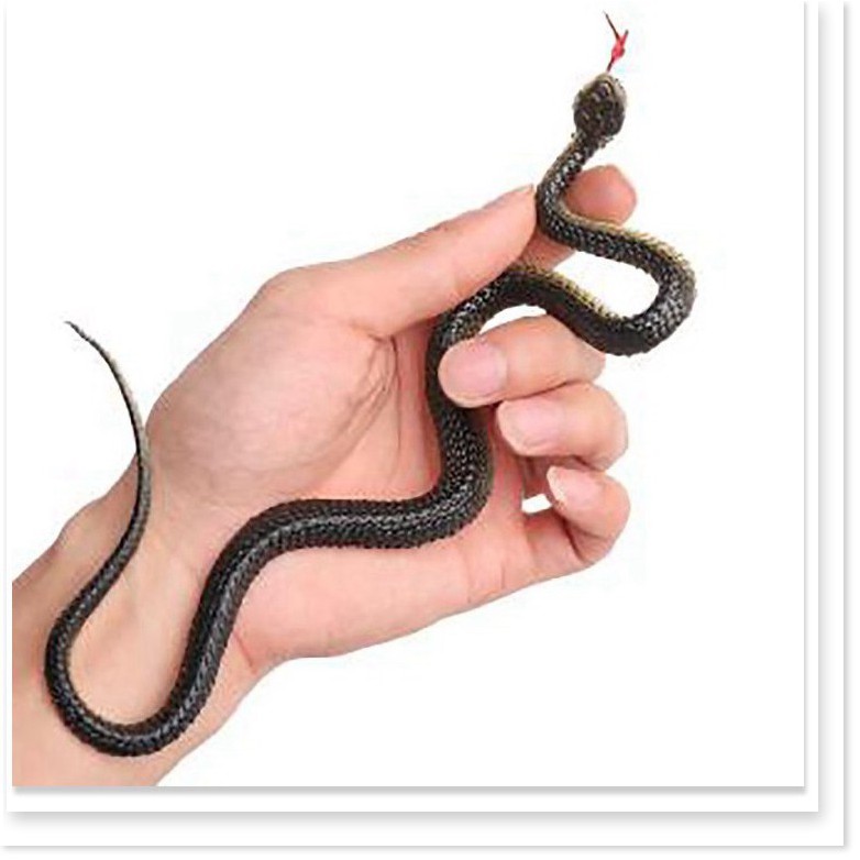 Một con rắn bằng nhựa - Một con rắn bằng nhựa loại nhỏ trông như thật