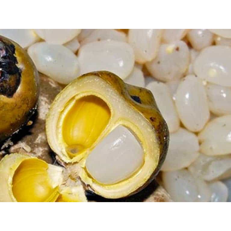 Hạt Đác tươi ( chưa chế biến) Viettin Mart 560g