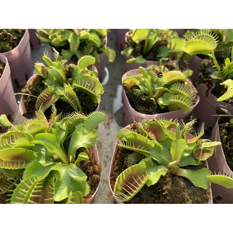 Cây bẫy kẹp venus flytrap/cây bắt mồi