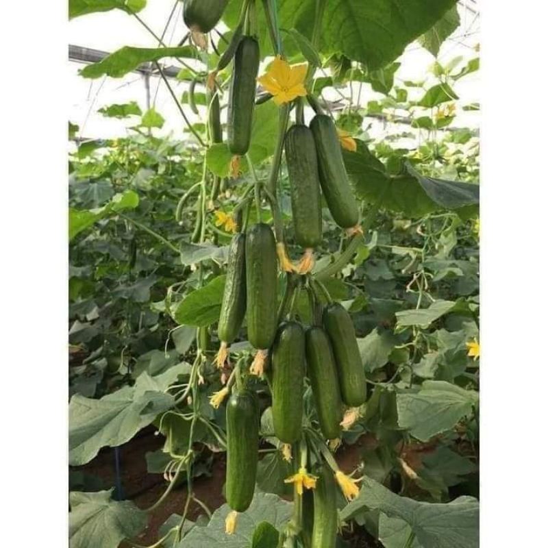 Hạt giống dưa leo chùm Trang Nông gói gần 50 hạt, dễ trồng, ăn giòn