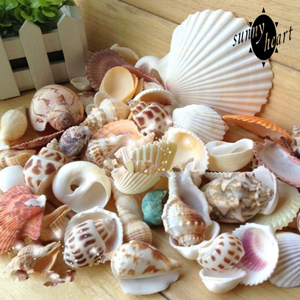 100g Vỏ Ốc Vỏ Sò Nhiều Màu Dùng Để Trang Trí Bể Cá Cảnh Độc Đáo