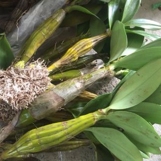 Lan Sơn Thuỷ Tiên (500g)