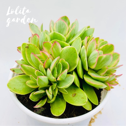 Sen đá bướm var mini Đà Lạt size trung bình cây cảnh trang trí nhà cửa Lolita garden