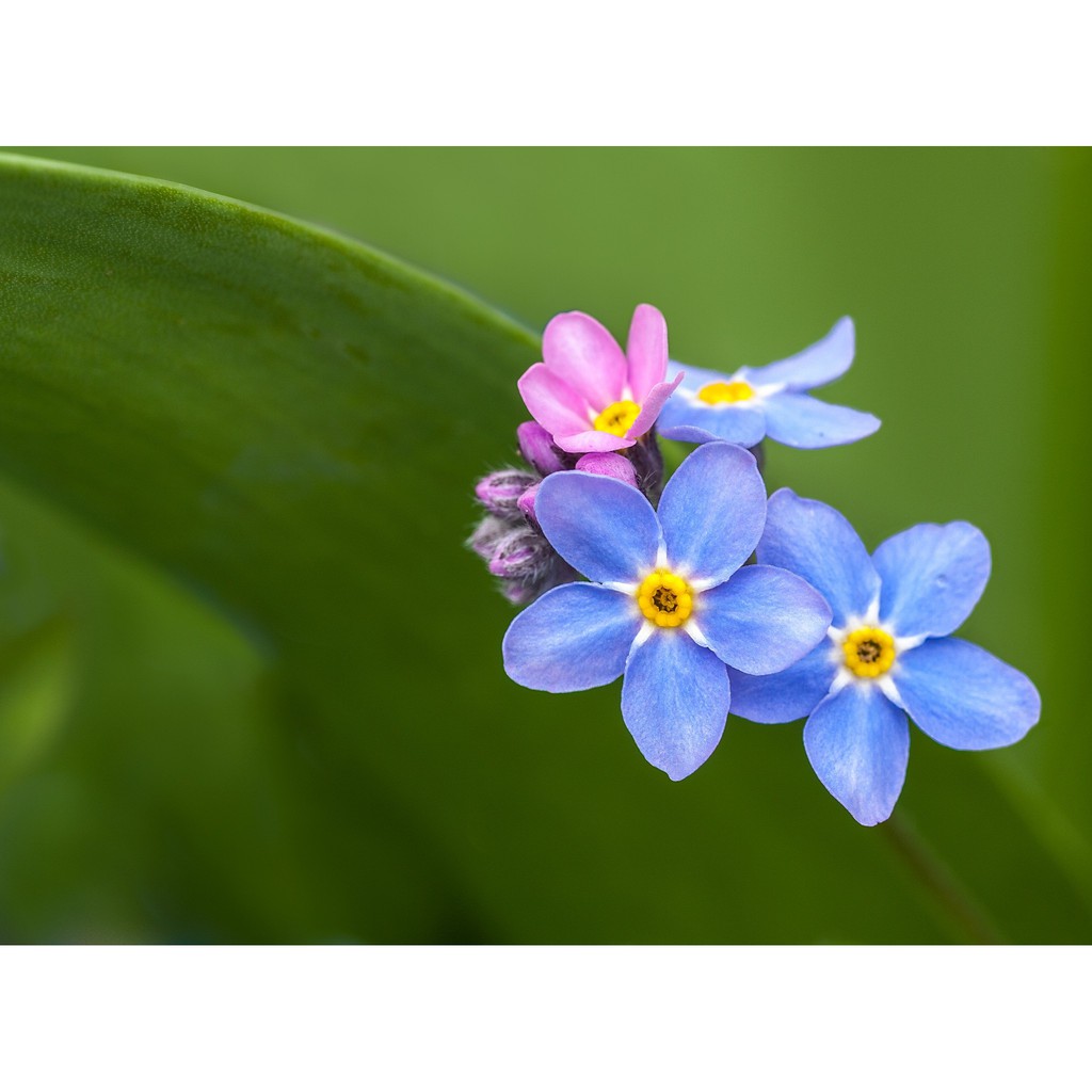 Hạt Giống Hoa Lưu Ly - 50 Hạt