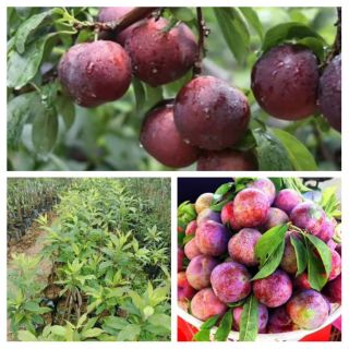 Cây giống mận hậu