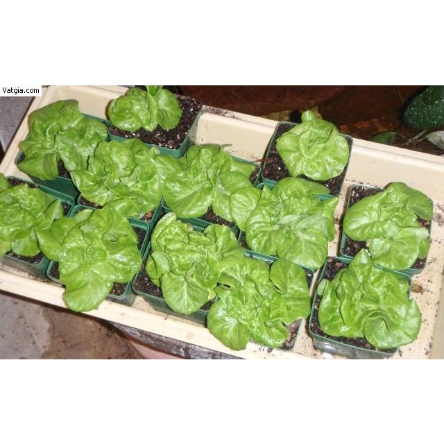 ( SIÊU HOT ) Hạt giống xà lách đăm (xà lách cuộn) 2g