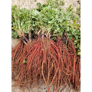 Đan sâm tươi 1kg