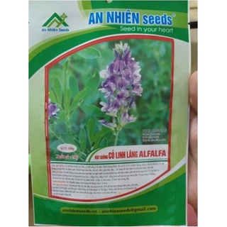 Hạt giống cỏ linh lăng Alfalfa gói 50g - Gói lớn nhiều hạt, Tặng gói kích nảy mầm