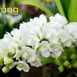 Ngọc điểm Thái - 4 cây 4 màu, cây lớn gấp đôi hình