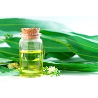 Tinh Dầu Bạch Đàn Chanh Organic ( Lemon Eucalyptus essential oil) 10ml