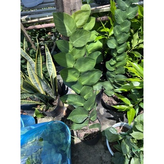 tắc kè thái lá lớn