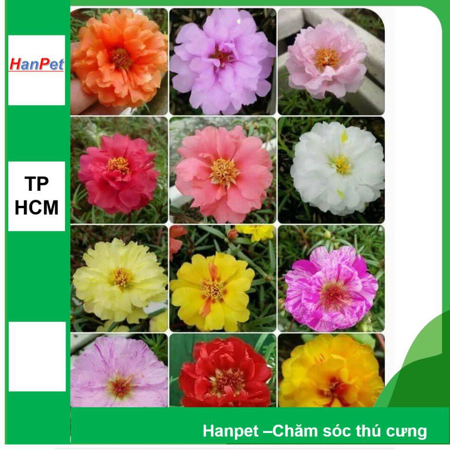HCM- (HOA TRONG NHÀ) Hạt giống hoa Mười giờ Mỹ- (gói 20 hạt)Thuần hóa Phù hợp khí hậ