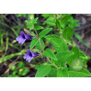Nhân trần (gói 1kg) - VTT047