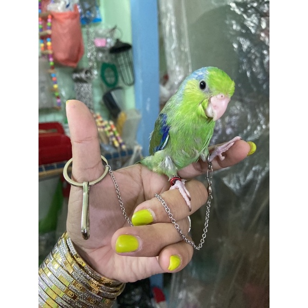 Xích chân , vòng chân cho cockatiel , greencheek , lovebird , yến phụng ..