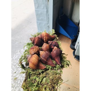 Đùi gà nhân tạo