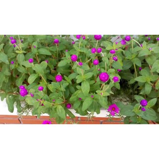Hạt giống cúc bách nhật tím GÓI 20 HẠT luckyseed hạt siêu rẻ