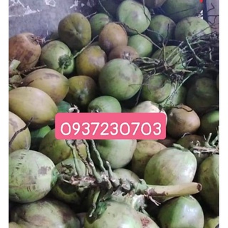 dùa xiêm trà vinh