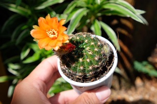 XƯƠNG RỒNG LOBI