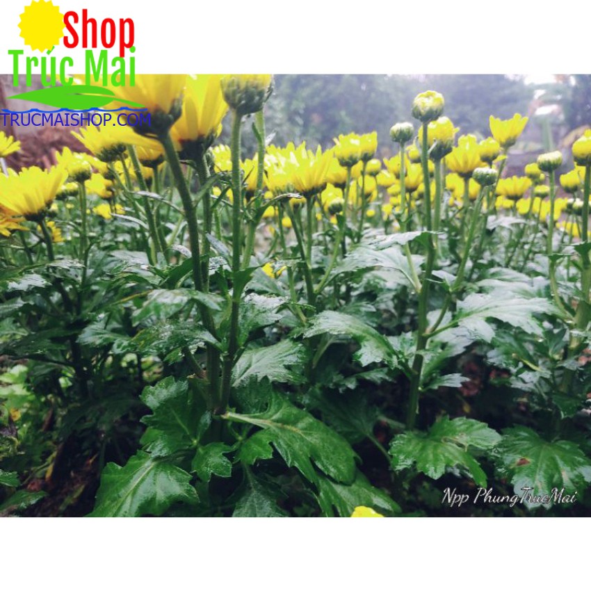 CÂY HOA CÚC VÀNG CHƠI TẾT