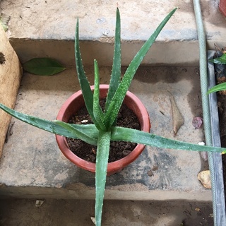 Cây nha đam mỹ