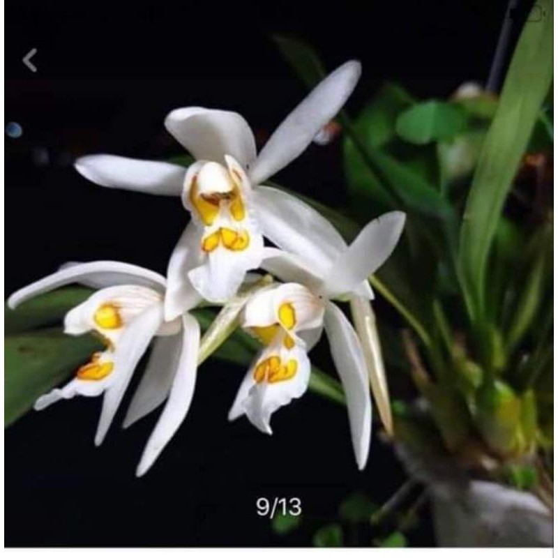 Lan Thanh Đạm gù 1gốc