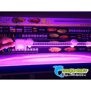 Đèn Hồ Cá XuanMeiLong XML 60 - 2 hàng Led phiên bản thủy tinh Siêu đẹp XML60 cm ( Trắng, Hồng, Vàng )