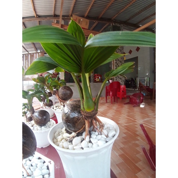 Dừa bonsai cute làm kiểng,làm quà tặng