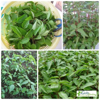 10g Hạt giống Rau Đay đỏ XTRA