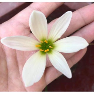 1 củ huệ mưa màu trắng