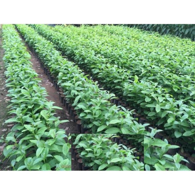Sản phẩm cây giống BẰNG LĂNG TÍM - HOA SIÊU ĐẸP GIÁ SIÊU RẺ + Tặng  phân hữu cơ cao cấp