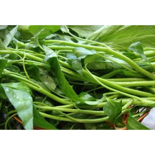 Rau Muống Lá Tre RĐ 12 - Rạng Đông