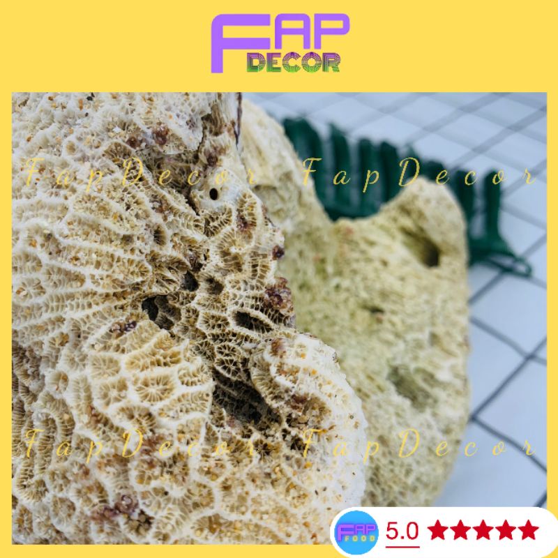 Đá Làm Hòn Non Bộ, Đá Ông Thủy Sinh, Đá Vôi Cứng Họa Tiết Lỗ Làm Hòn Non Bộ, Thủy Sinh Decor Nhà Cửa - FapFood