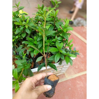 Cây giống đỗ quyên ta