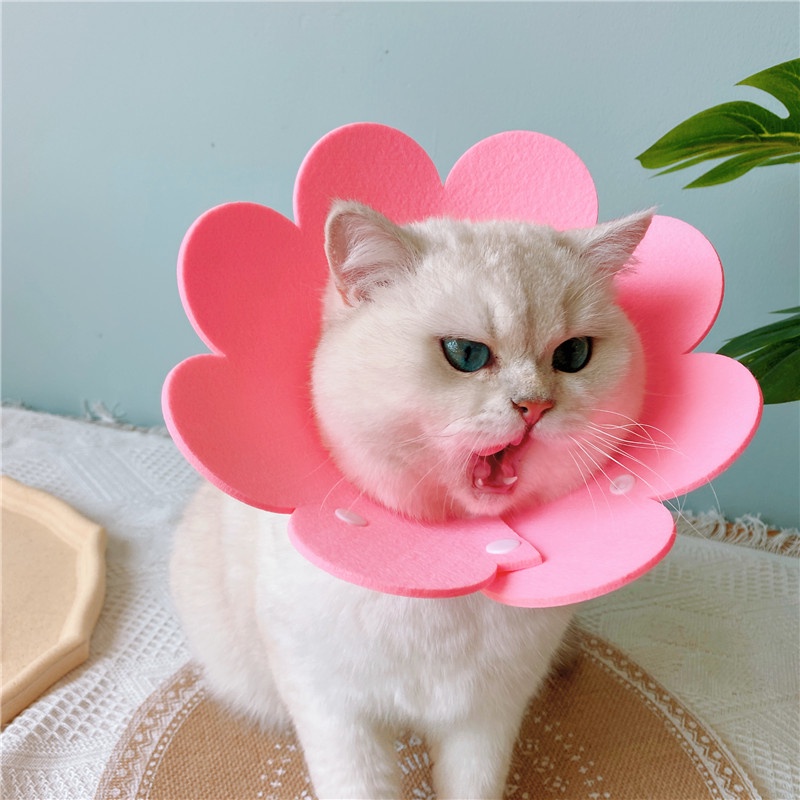 Vòng chống liếm - vòng Elizabeth cho chó mèo