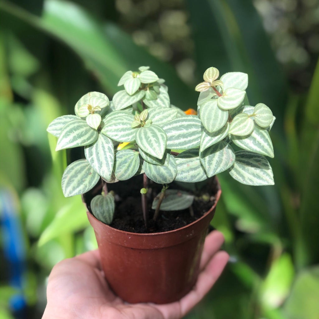 Cây Bình An ( Cây Hột Xoằn ) Peperomia Puteolata loại cây mang lại bình an và may mắn
