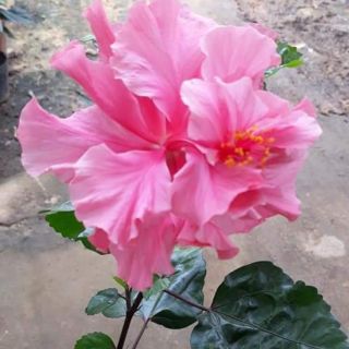 Cây hoa râm bụt hồng kép