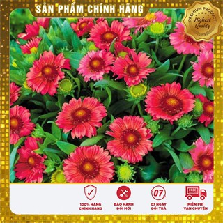 COMBO 2 gói hạt giống hoa cúc công chúa TẶNG 1 phân bón