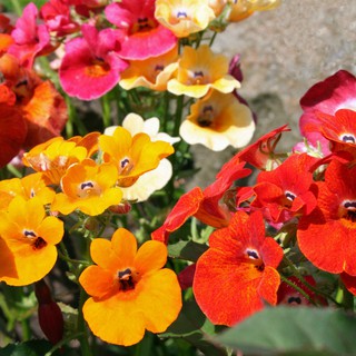 Hạt giống hoa Cúc Nemesia Mix