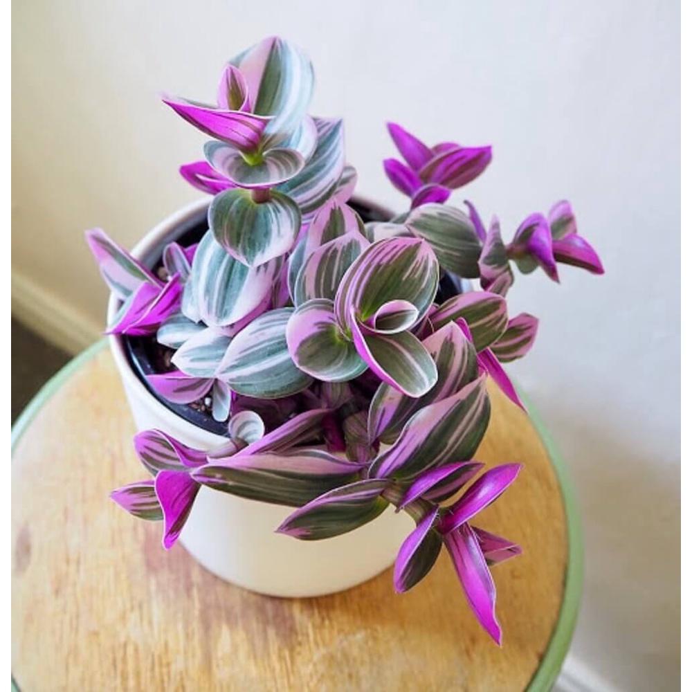 Cây giống Tradescantia albiflora Nanouk (Thài Lài Hồng Nanouk, Thài Lài Đột Biến) chậu nhựa