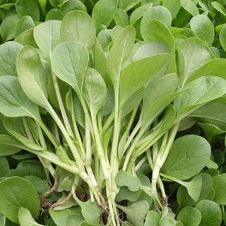Hạt giống cải ngọt ăn non - 10gram/gói