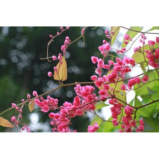 Dây leo hoa tigon- Hoa đẹp trang trí sân vườn- Decor- Hoa kiểng TH farm- Cây chuẩn giống