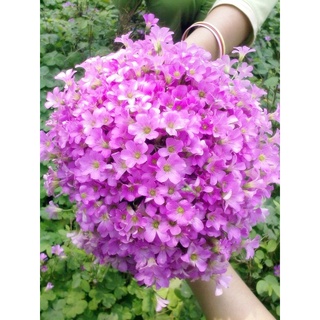 Cỏ may mắn 4 lá hoa đỏ - set 3 củ giống