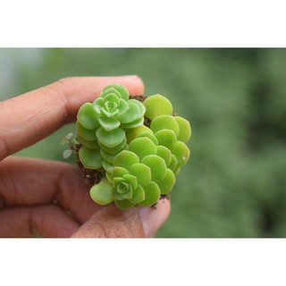 Sen đá sedum vảy cá 2-4cm