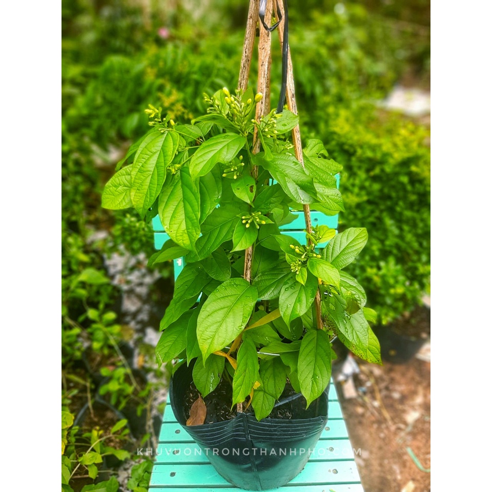 Cây dây leo sử quân tử chưa hoa 50-60cm