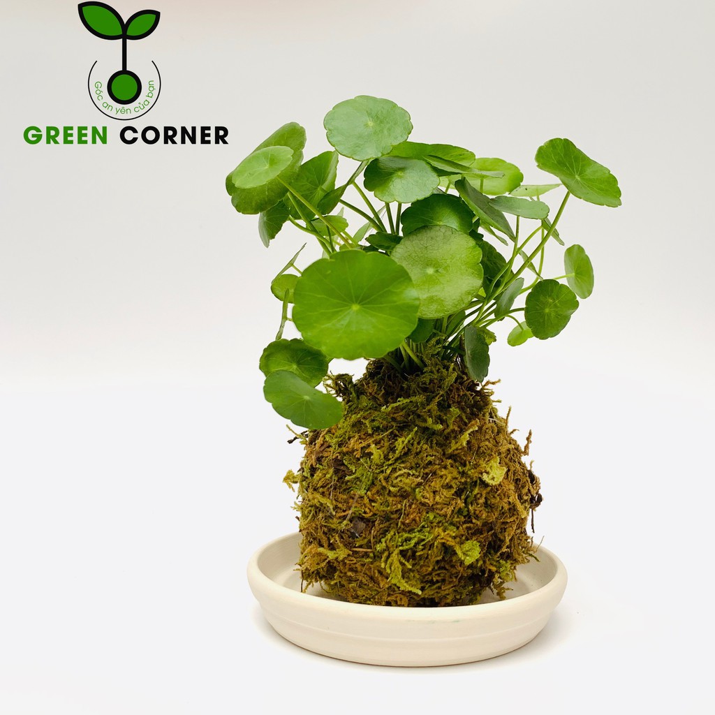 Cỏ đồng tiền mini cây để bàn kokedama cây cầu rêu