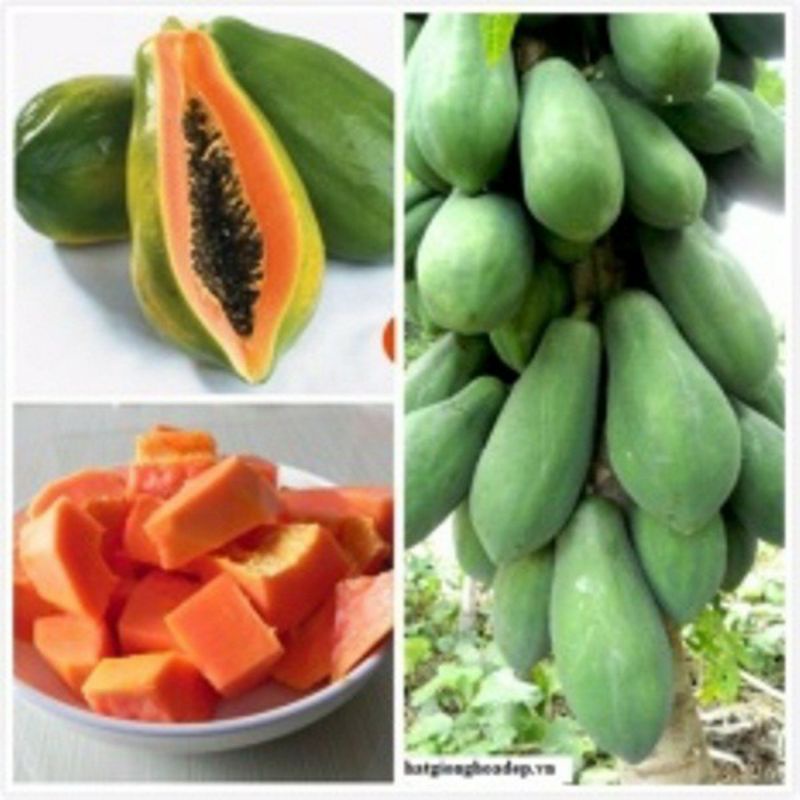 100 hạt giống đu đủ quả dài f1
