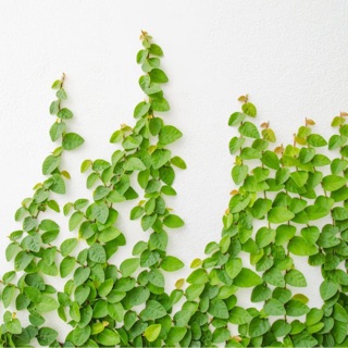 Thằn lằn leo tường